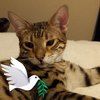tellfelids